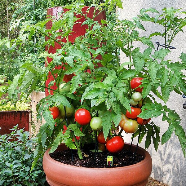 13 Basic Tomato Growing Tips For Containers To Grow Best Tomatoes ...