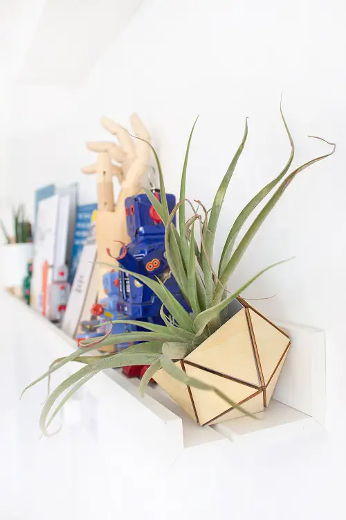 Air Plant Display DIY