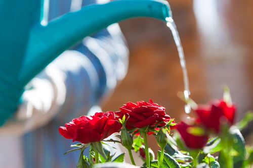 DIY Rose Fertilizers  13