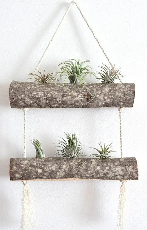 air plant Birch Planter