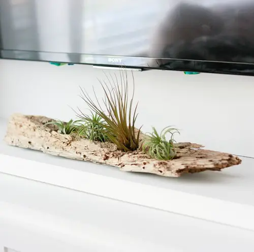 Driftwood Air Plant Holder
