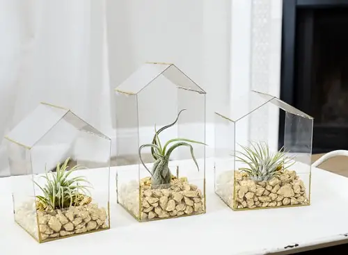 Glass House Planter air plant