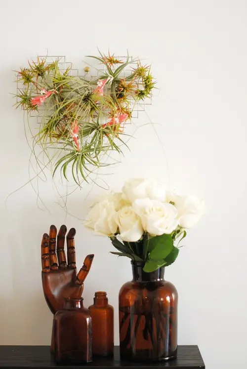 Romantic Air Plant Display