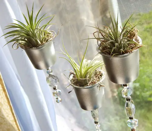Upcycled Air Plant