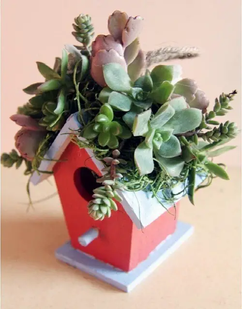 Most Beautiful Succulent Container Garden DIYs With Tutorials!