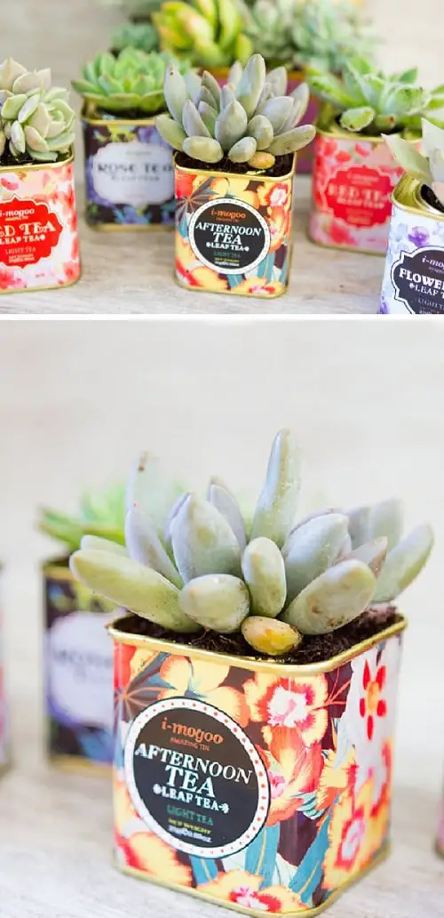 Diy Tea Tin Succulents
