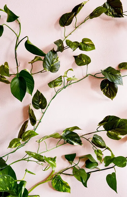 Vine Trailing Plants with Command Hooks