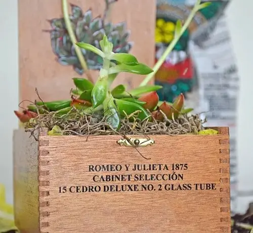 Amazing Most Beautiful Succulent Container Garden DIYs 