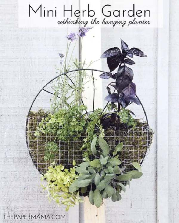 Mini Hanging Herb Garden