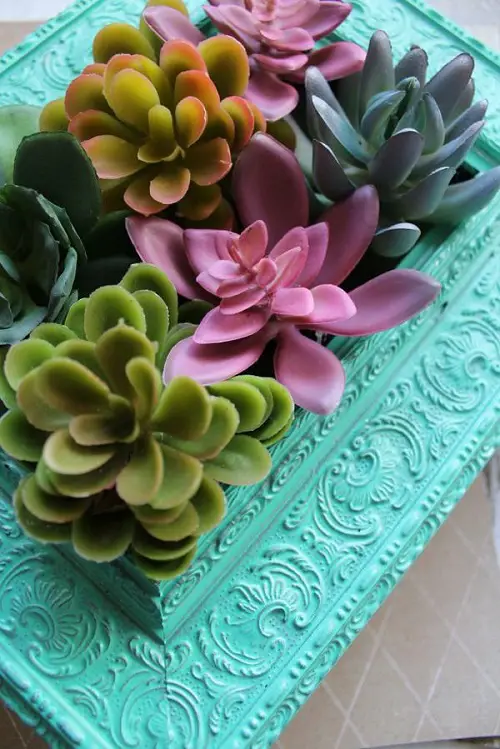 Succulent Picture Frame