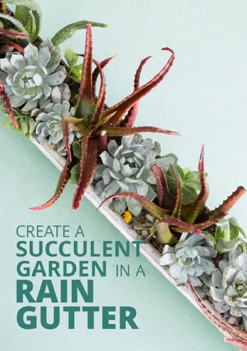 Rain Gutter Succulent Garden DIY Tutorial