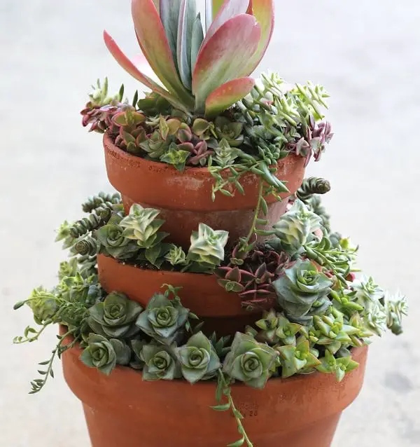 Plant Stacked Crassulas in Stacked Pots