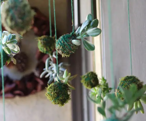lovely Succulent Log Centerpiece