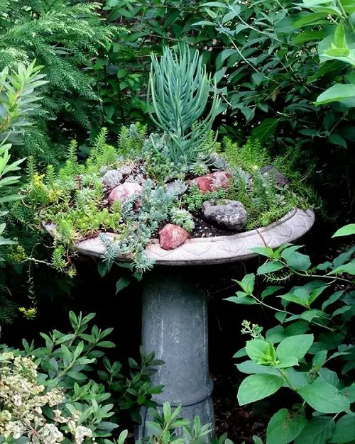 beautiful Succulent Garden Birdbath
