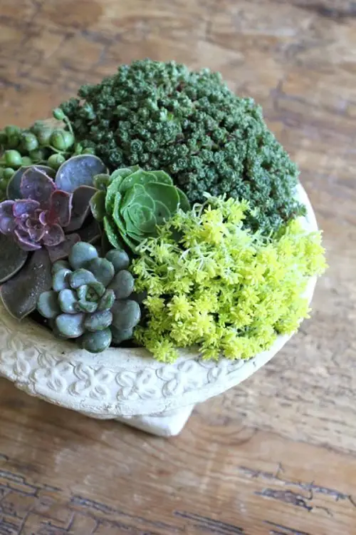 best Wooden Planter Display