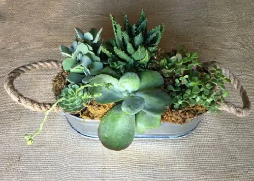 DIY Concrete Succulent Planter