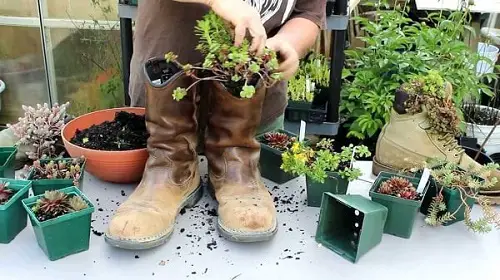 beautiful Succulent Shoes & Boots