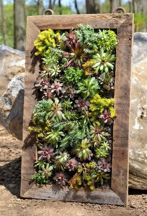 best Succulent Wall Planter Garden ideas