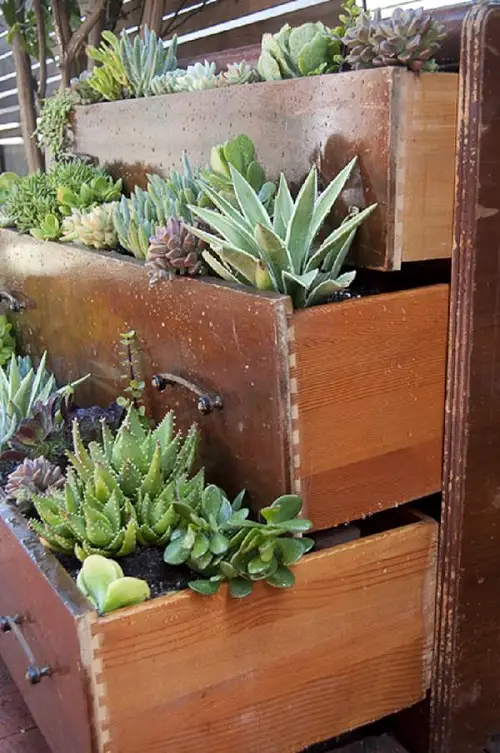 best Succulent Dresser