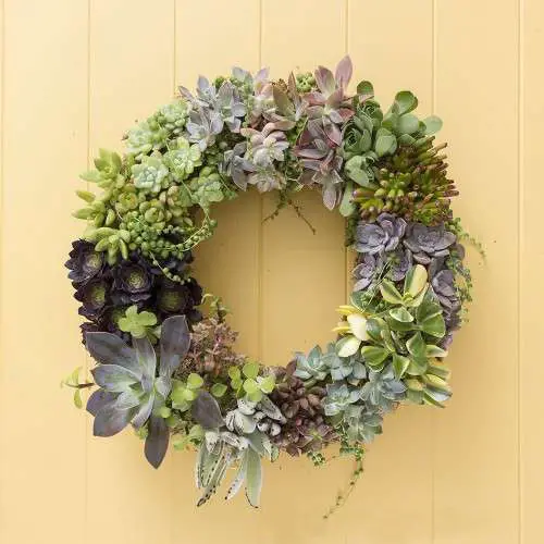 best Living Succulent Wreath