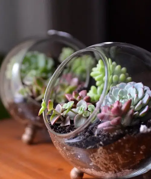 DIY Succulent Planter