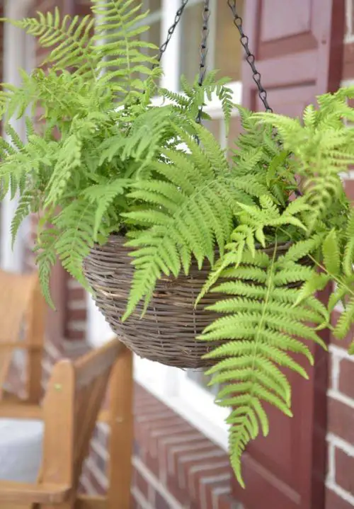 Best Hanging Ferns 3