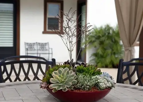 Diy Succulent Dish Garden