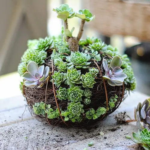Creative Pumpkin Garden