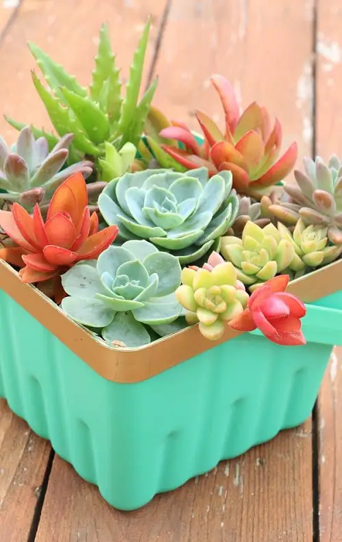 DIY Succulent Basket