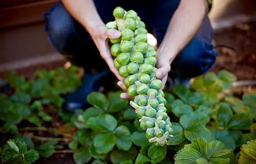 Brussels Sprout Care