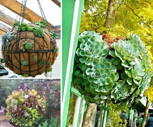 DIY Succulent Planter Ball Hanging Basket