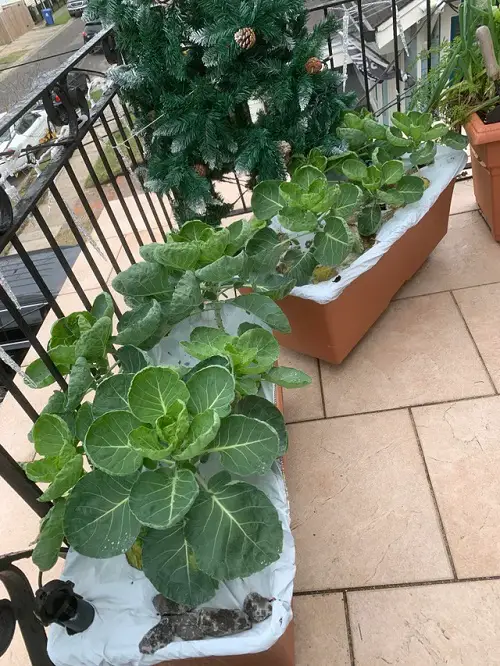 How to Grow Brussels Sprouts in Pots