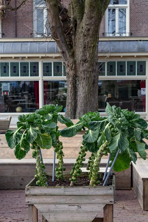 Growing Brussels Sprouts In Containers