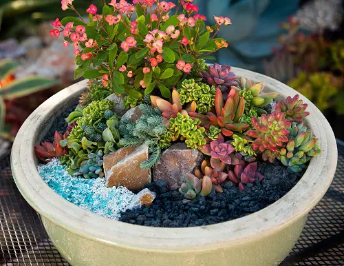 best Mini Succulent Garden