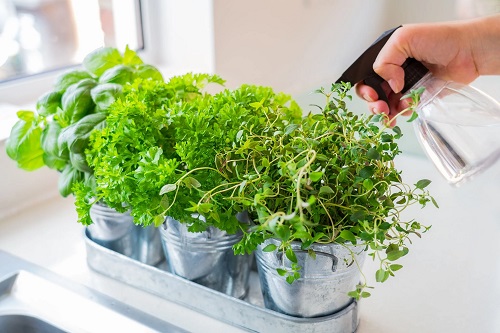 Regular Watering on herb