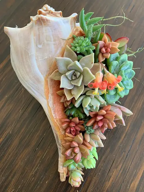 lovely Conch Container