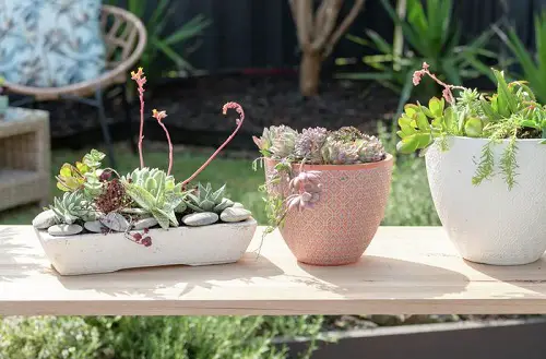Diy Succulent Garden Bowl