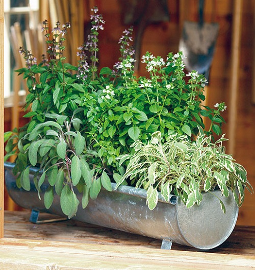 Experiment with Companion Planting