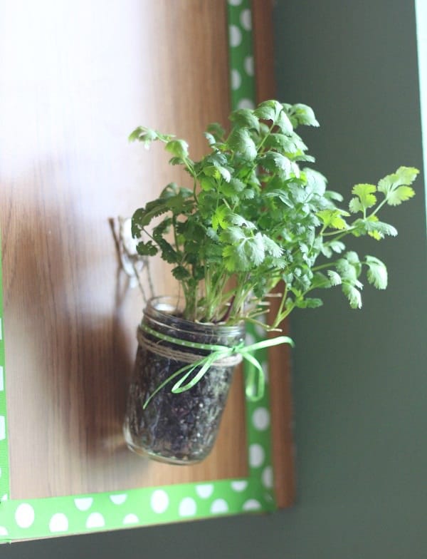 Hanging Kitchen Herb Garden in Mason Jars with Command Hooks
