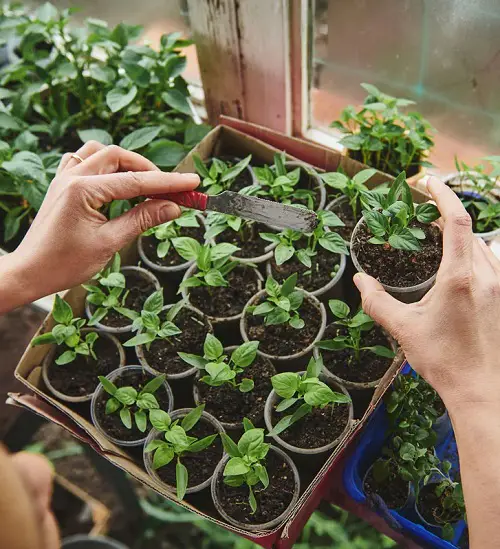Seeds Or Seedlings in pot