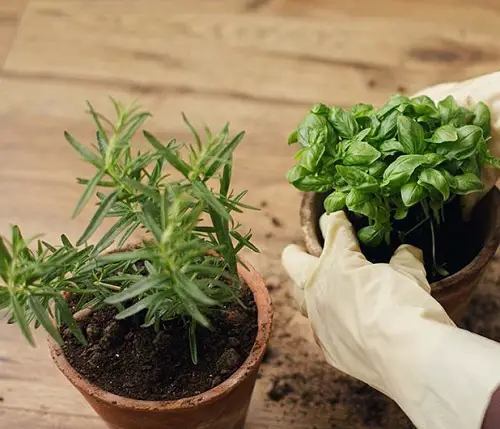 Revitalize with Regular Replanting