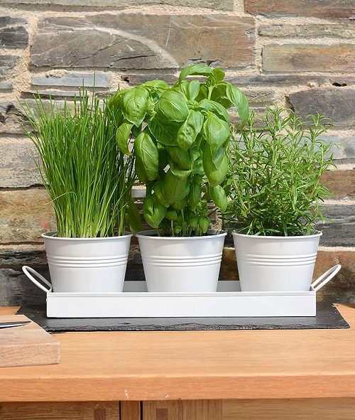 Essential Container Herb Garden Tips