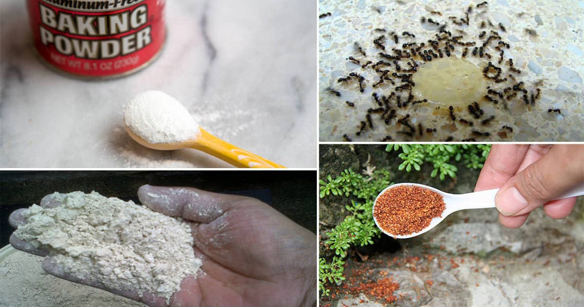 Household Ways to Get Rid of Ants - Back Gardener