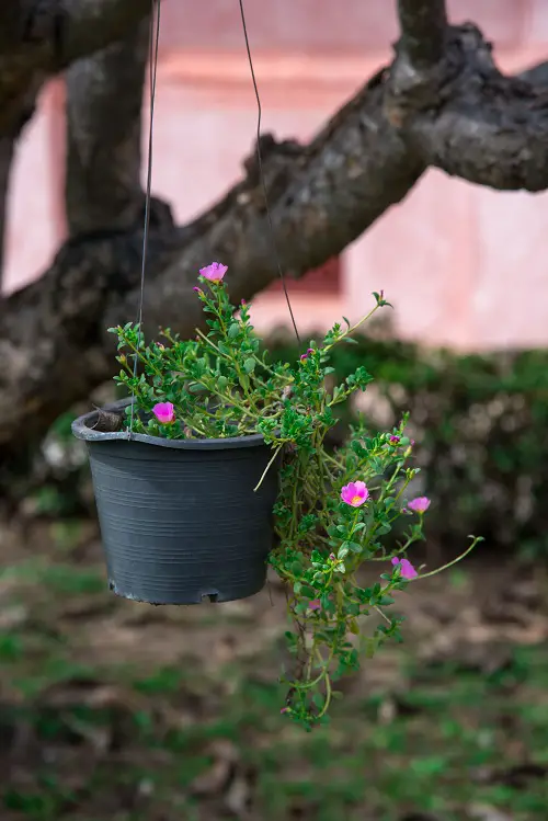 How to Grow Purslane in Containers