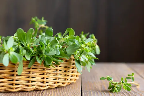 More Omega-3 Fatty Acids than Any Other Leafy Vegetable