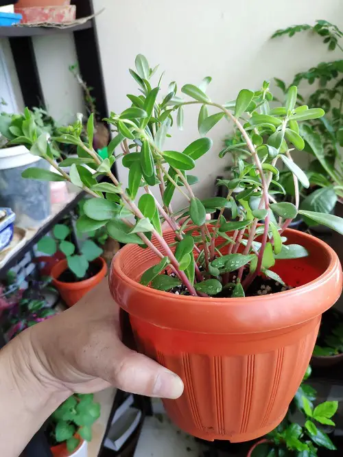 How To Grow Purslane In Containers