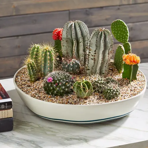 Container Gardening Arrangements 2