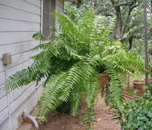 Best Hanging Ferns 5