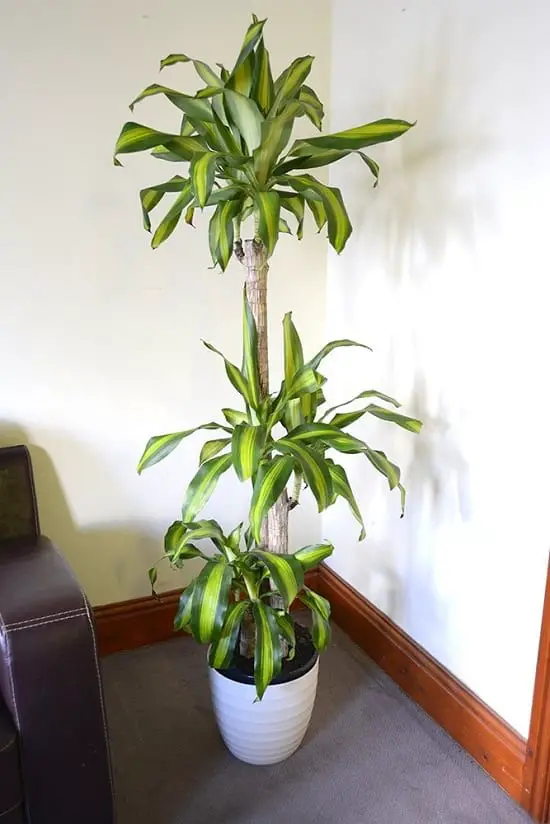 Trees You Can Grow Indoors 7
