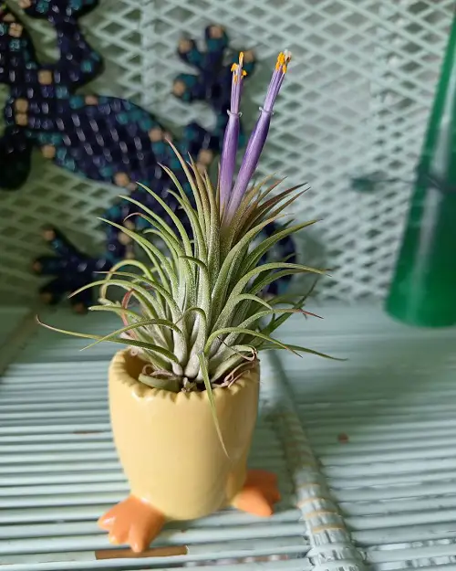 Adorable tiny indoor plants